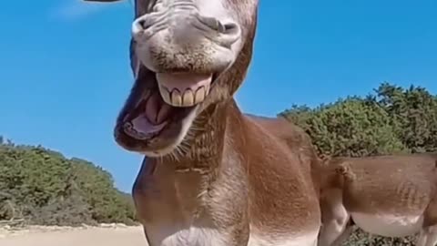 Donkey yawning af 😫😫