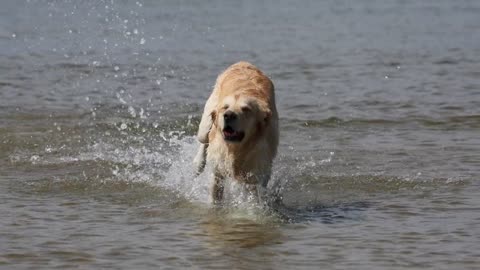 A dog is running in the water