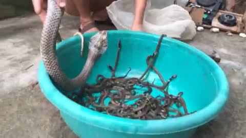 Catching mother cobra and her cubs in home.