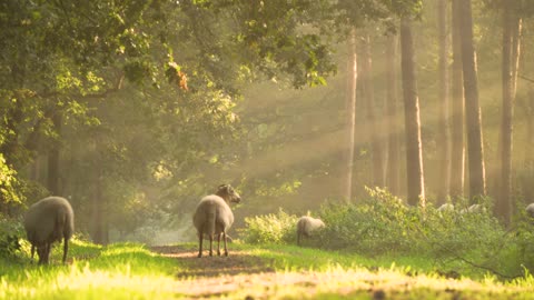 Sheep Eating Grass in the Forest
