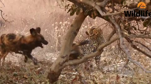 Wild Dogs Get Revenge on Leopard that Caught a Puppy
