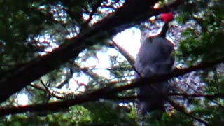 Pileated Woodpecker