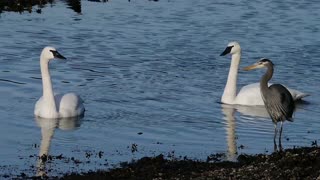 Swans Swimming Afternoon Lake