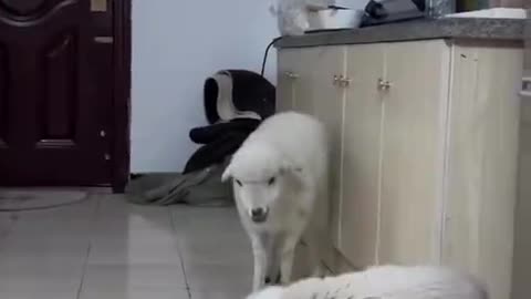 Cat funny vs dog funny moments