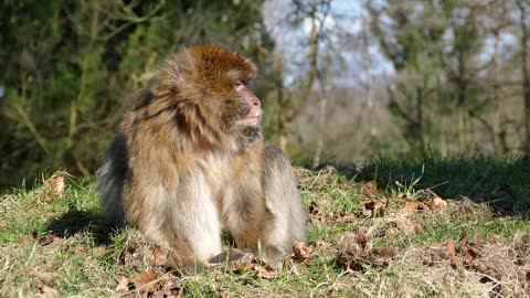 Barbary Macaque Monkey Barbary Macaque Wildlife 🌴