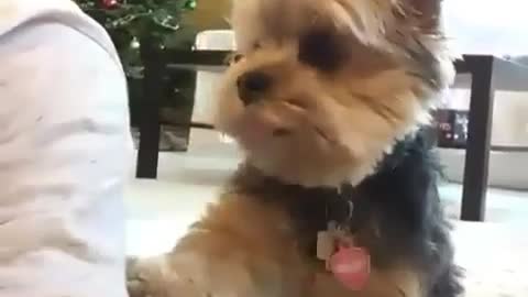 Cute puppy hates being ignored