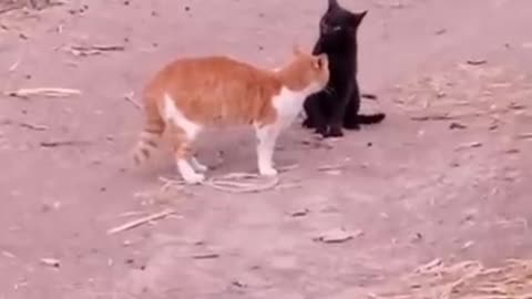 شاهدوا قتال شرس وضرب فتاك بين قط أسود وقط أحمر
