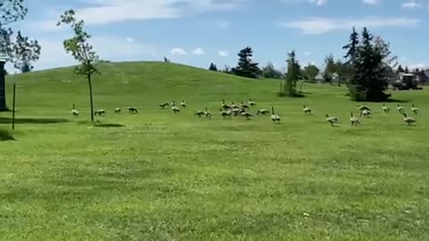 Nature and bird: Geese herding