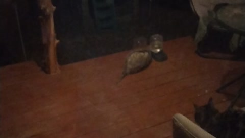 Possum eating cat food