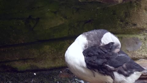 Puffin Animal Island Snow Rocks Breed Nest Water