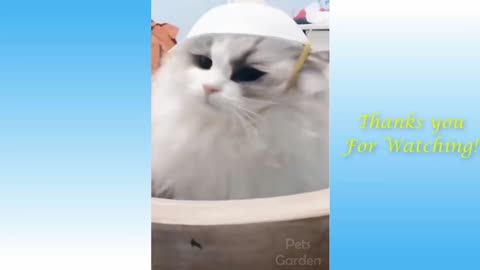 Cat Wears Hat