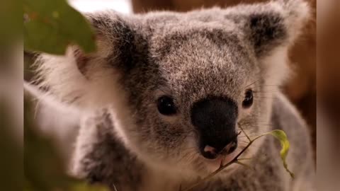 Cute Koalas Playing 🐨 Funny Koala Bears[funny Pets]