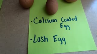 Chicken Egg Facts