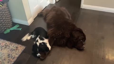 Adorable pups “hold paws” while napping together