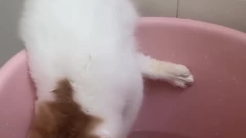 This cat likes water play very much😅🤣