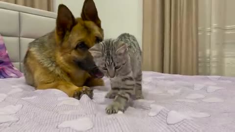 What does a German Shepherd do when a Kitten ignores him