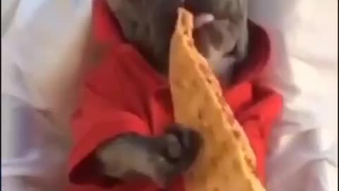 funny_animals.videos