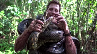 New species of anaconda discovered in Amazon