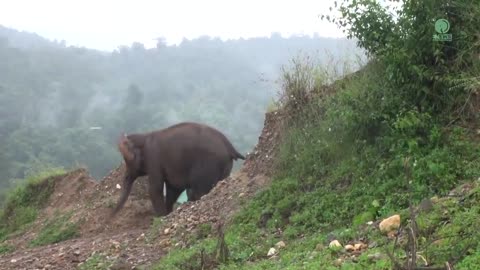 Elephant Run Through The Rain Across River To Reunion With Friend - ElephantNews