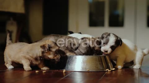 Funny Little Puppies Eat From a Bowl, in the Background Behind Them Is a Cat. Videos with Your