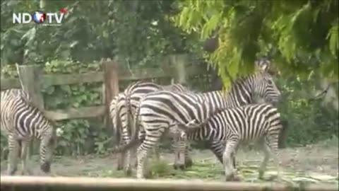 Bangladeshi National Zoo Documentary