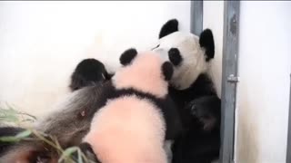 Mama and baby time bonding Pandas