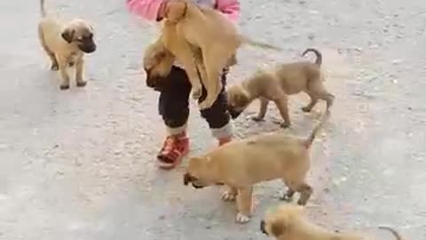 Cute baby play with cute puppy's 🐕🐕🐕