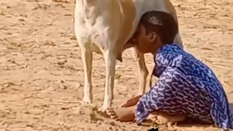 A child drinking dog's milk