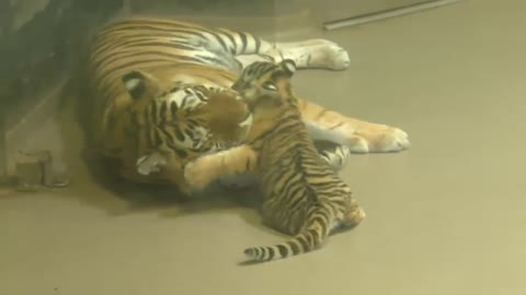 Adorable endangered Amur tiger cub plays with mom at Toronto Zoo