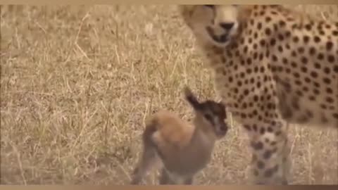 Leopard killing deer cub sad scene.