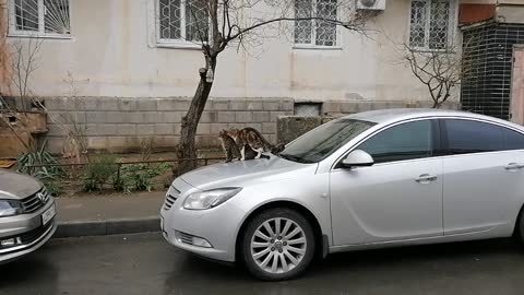 Cats love on the car