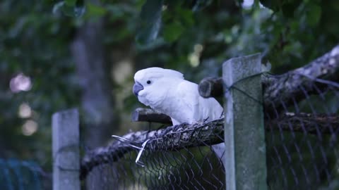 White parrot dancing