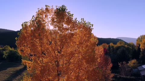 Drone: Last Leaves of Autumn