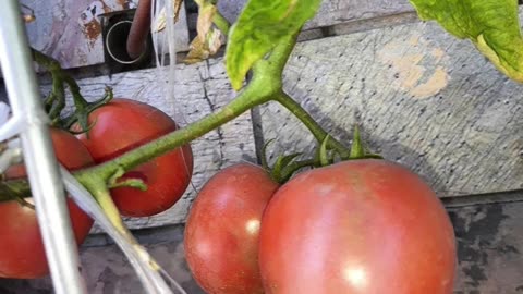 From Vine to table...Harvesting joy😊