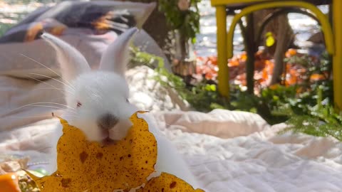Video of a Bunny Chewing a Leaf