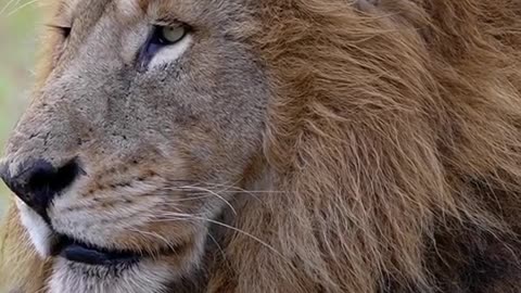 The male lion and the big cat are very domineering