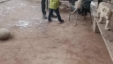 Kids playing with lion cubs