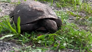 A TORTOISE'S LUNCH NEVER GOES INTERRUPTED