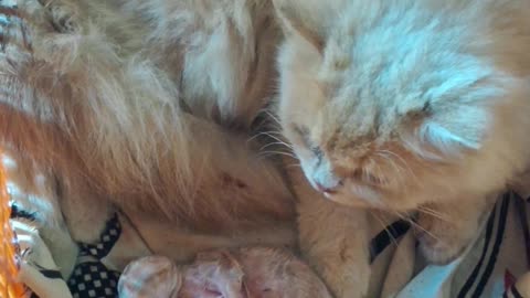 Babycat birth live i have 3 new kitten