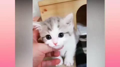 cutie KITTENS