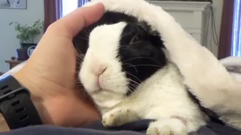 Rabbit learns he is adopted_Cut