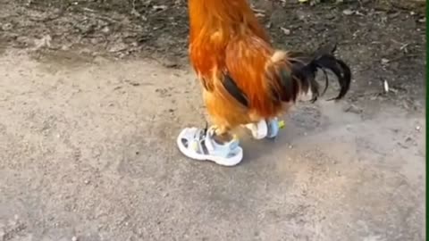 Running Rooster in Sneaker Speed: When the Farmyard Gets a Fast Feathery Makeover!"