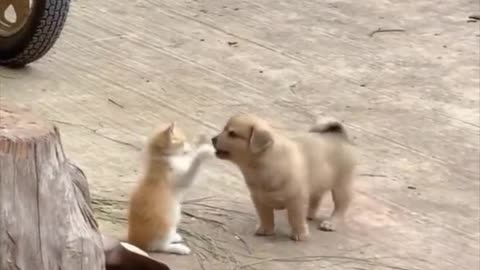 Cat friendship with 🐕