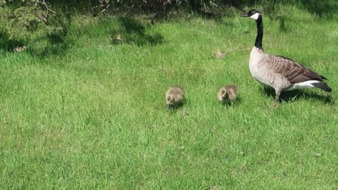 Small goose family for a walk