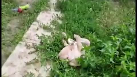 Cute labrador puppies playing in nature