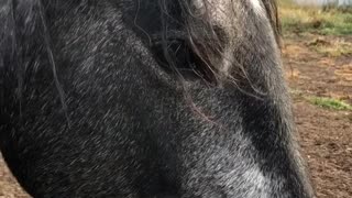 REAL CDN COWBOY- Rescued Horse