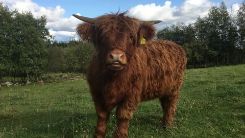 Scottish Highland Cattle In Finland Cow and calf cleaning each other