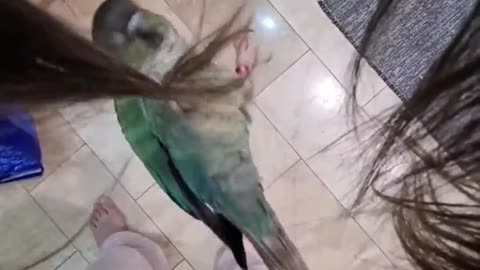 Green Cheeked Conure Climbs Hair Like a Spy