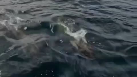 Unbelievable Killer Whale Encounter in Antarctica