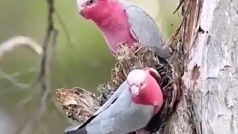 Fine pink birds are wonderful